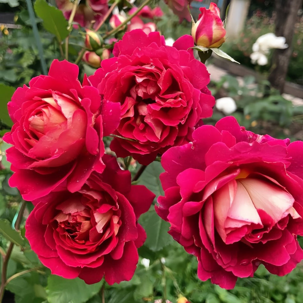 Dominique Massad Rose Plant｜马萨德医生 image 5