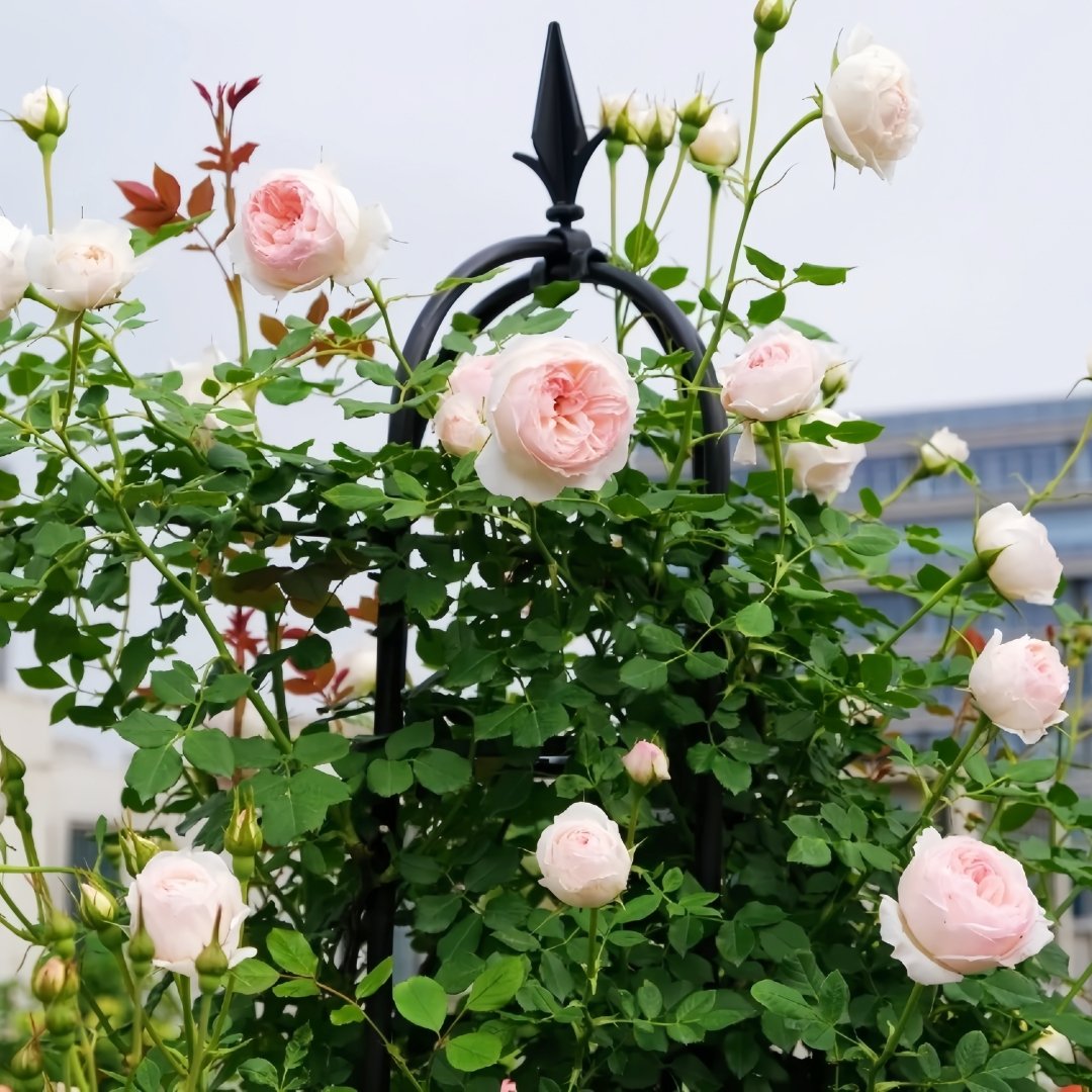 Arietta Rose Plant|小抒情曲 image 5
