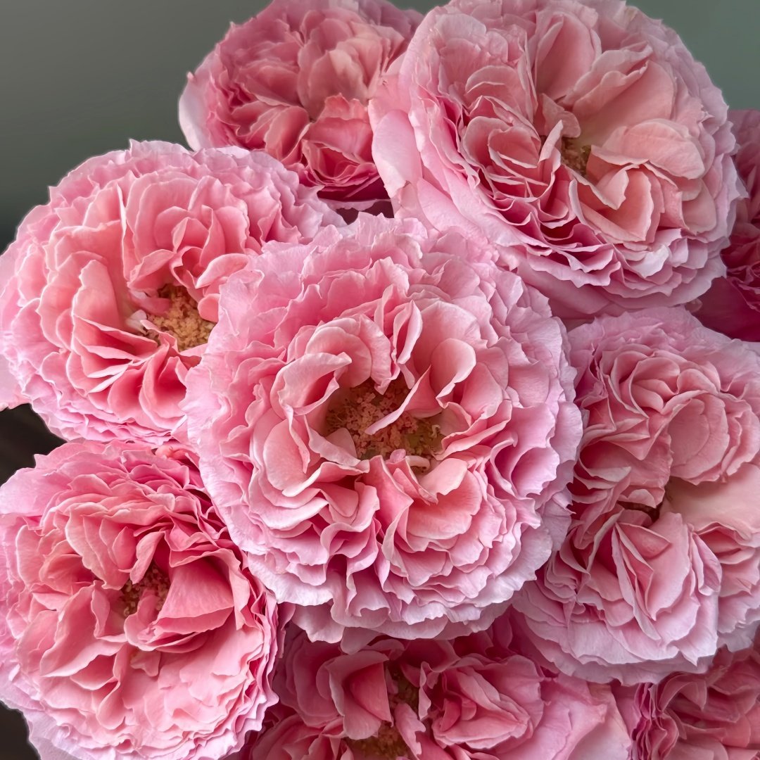 Laurent Cabrol Rose Plant｜劳朗卡布罗尔 image 4