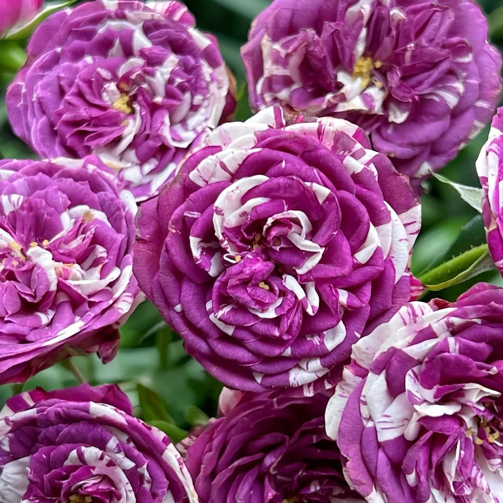 Scented Jewel Rose Plant|芬芳宝石 image 7