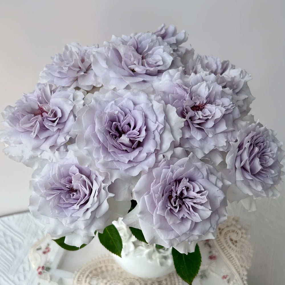 Qise rose plant｜霁色 image 9