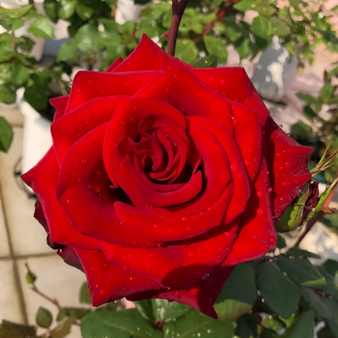 Plateau Red Rose Plant｜高原红 image 3