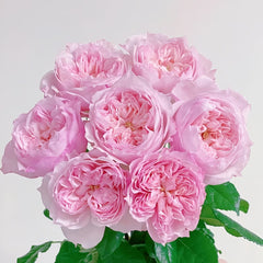 Cecil de Volages Rose Plant | 蝶之舞玫瑰 image 1