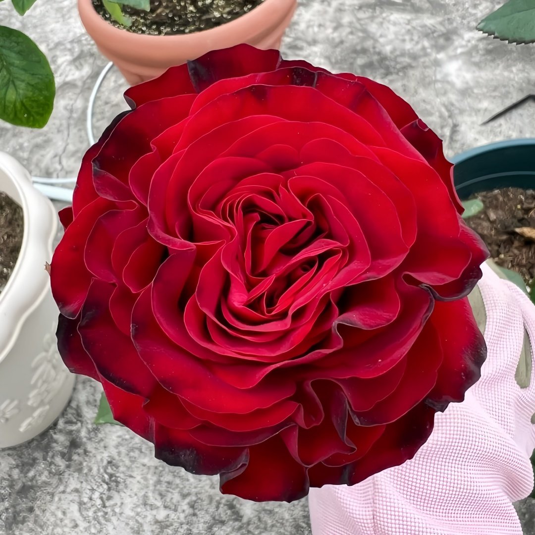 Black Pearl Rose Plant|黑珍珠 image 0