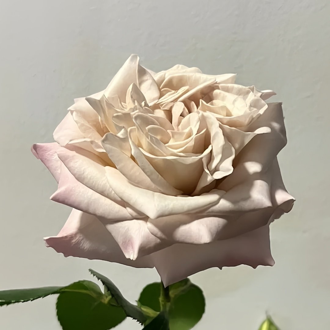 Westminster Abbey Rose Plant｜威斯敏特大教堂 image 7