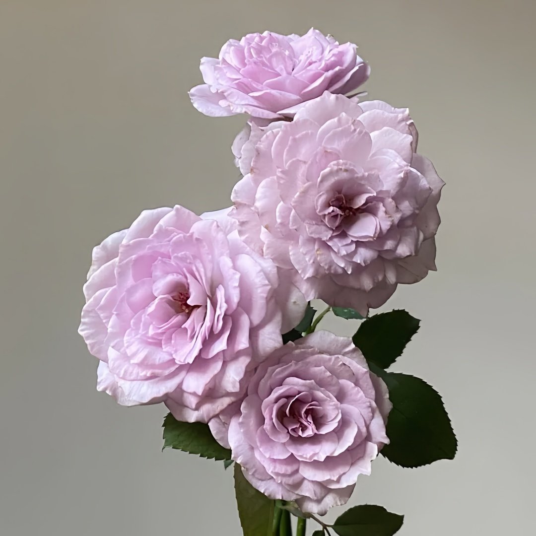 Lapis Lazuli Rose Plant｜青金石 image 3