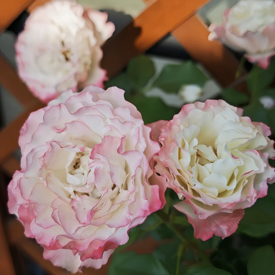 Carmagnole Rose Plant｜革命曲 image 4