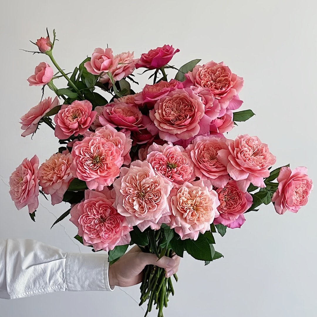 Miyabi Rose Plant｜雅致玫瑰 image 6
