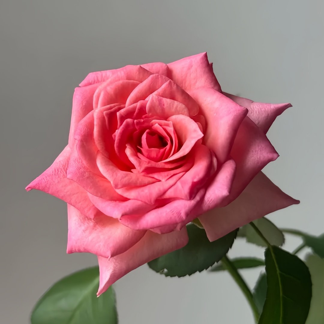 Mayra's Rose Fantasy Rose Plant｜梦幻梅拉 image 8
