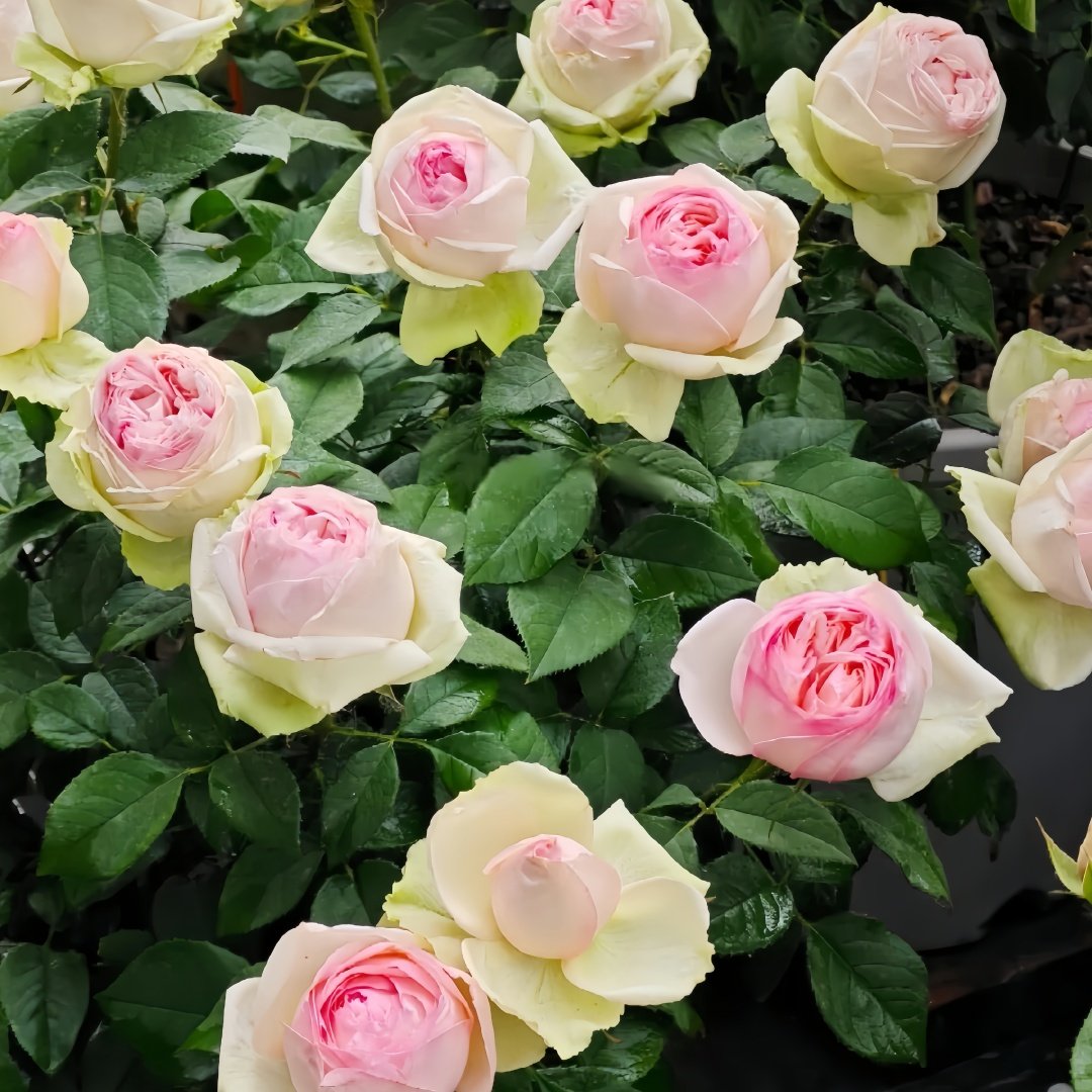 Mona Lisa Rose Plant | 蒙娜丽莎 image 6