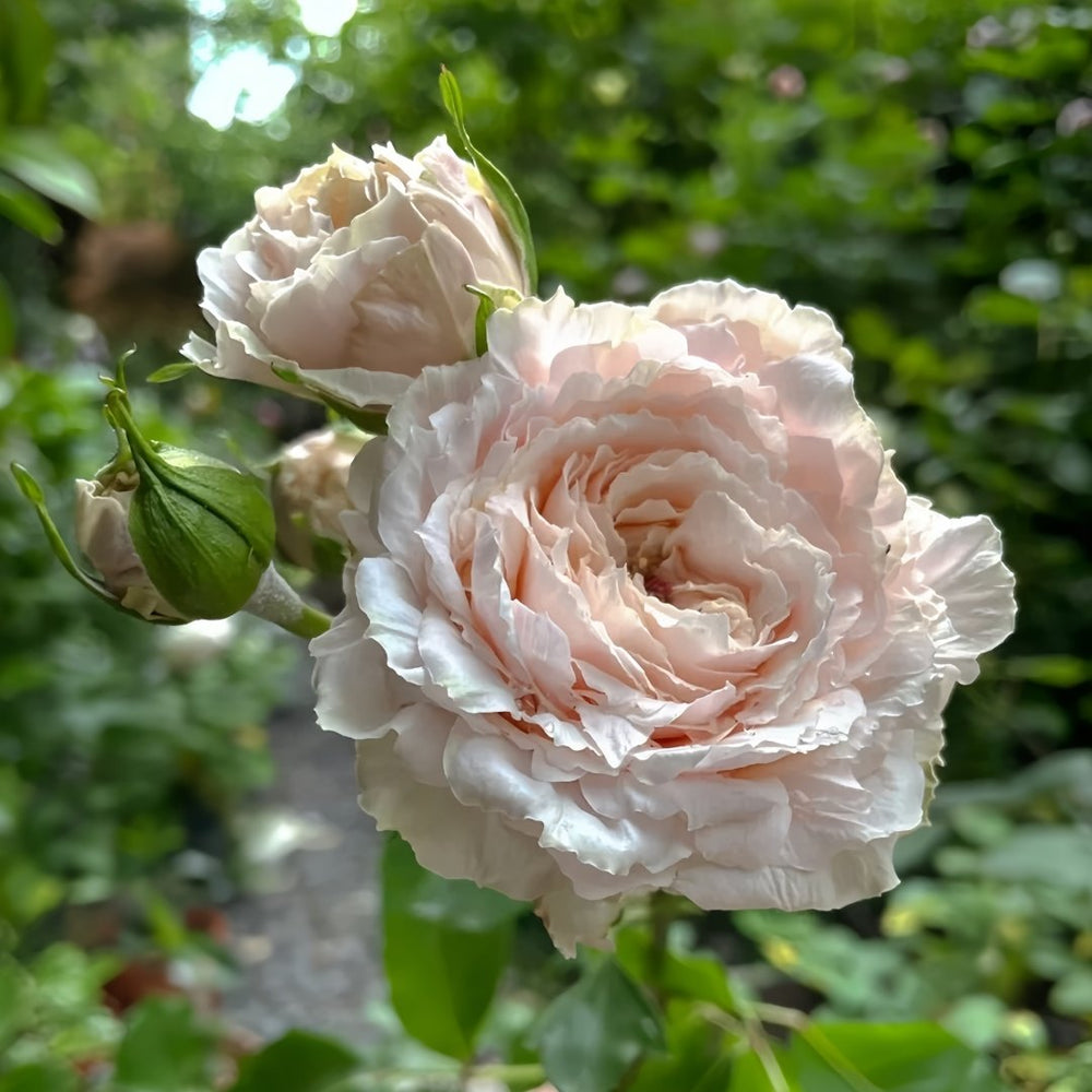 Tsumugi Rose Plant|紬-轻柔 image 2