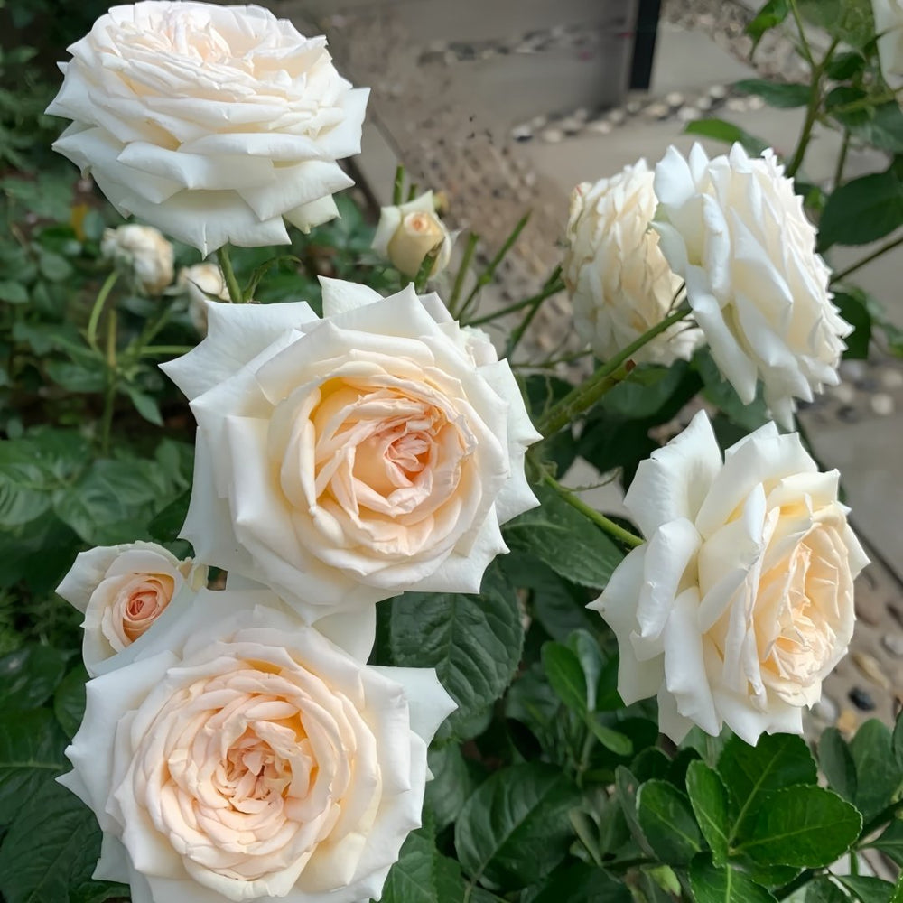 Madame Anisette Rose Plant|茴香酒夫人 image 9