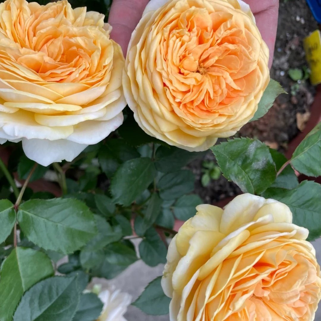 Chippendale Gold Rose Plant|金色音乐厅 image 7