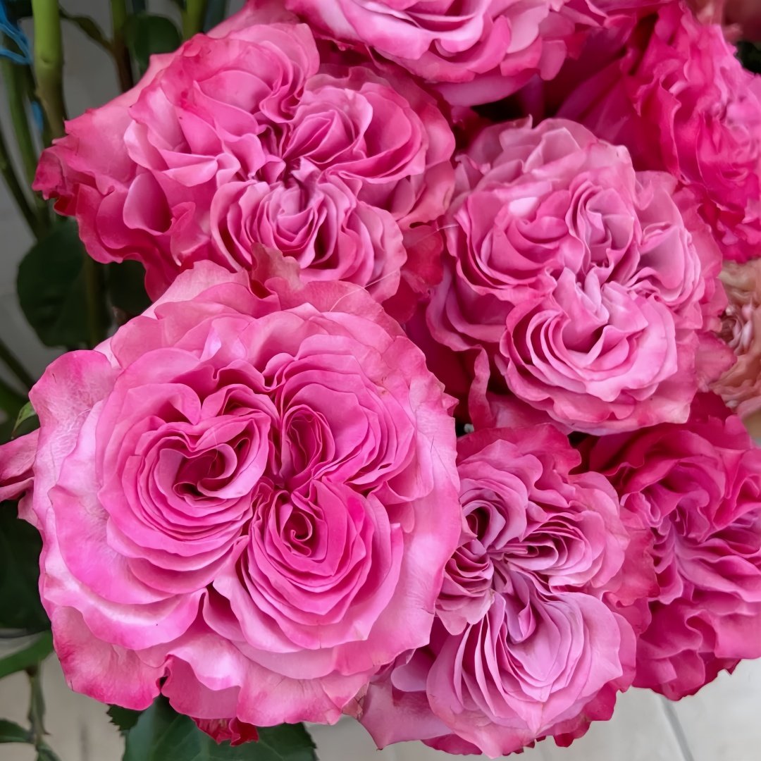 Country Blues Rose Plant|乡村蓝调 image 4