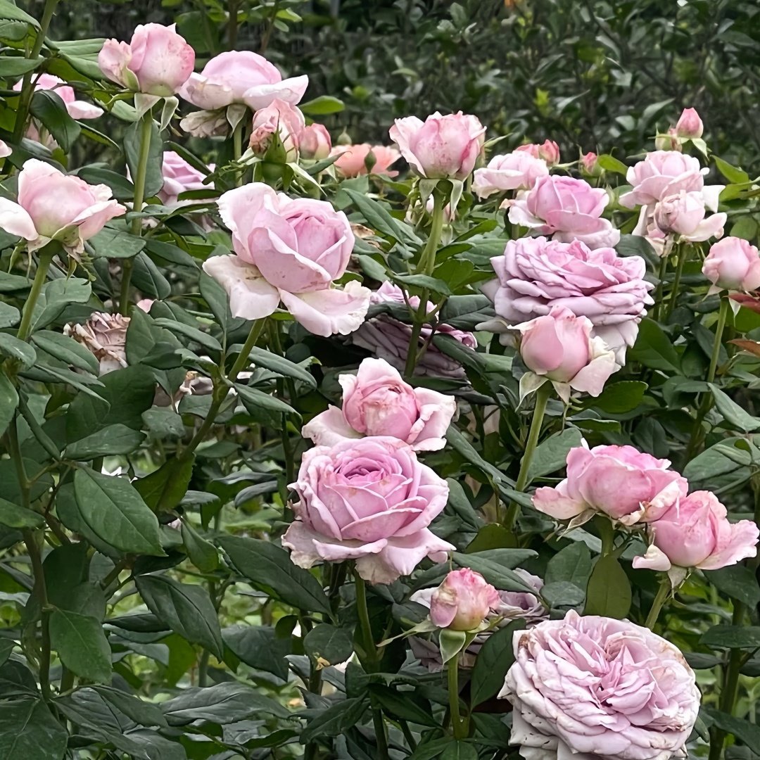 The Pride Rose Plant|尼普荣耀 image 9