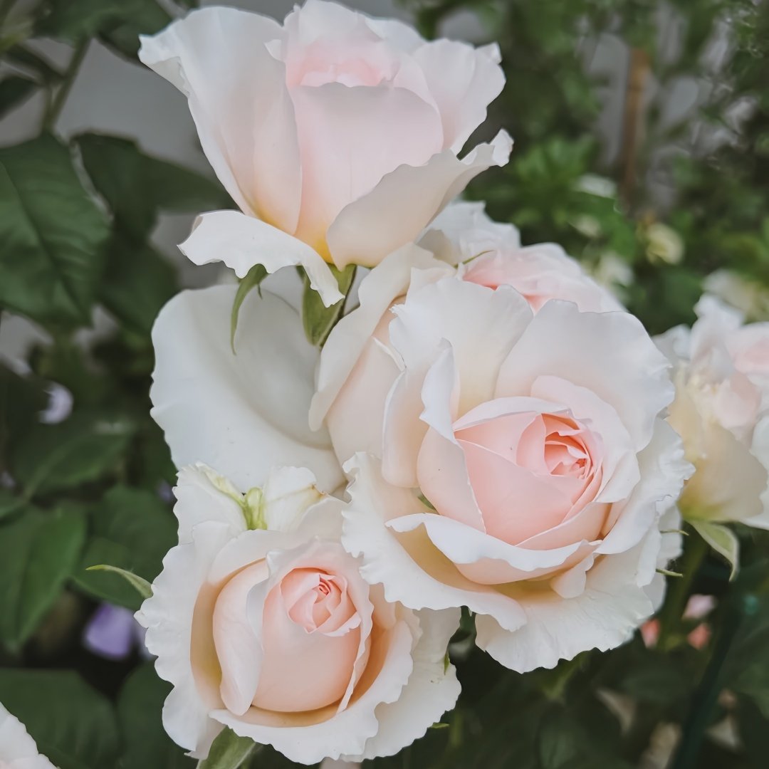 Flow Rose Plant｜涌流 image 5