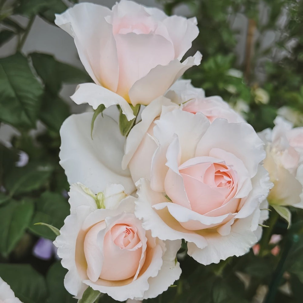 Flow Rose Plant｜涌流 image 5