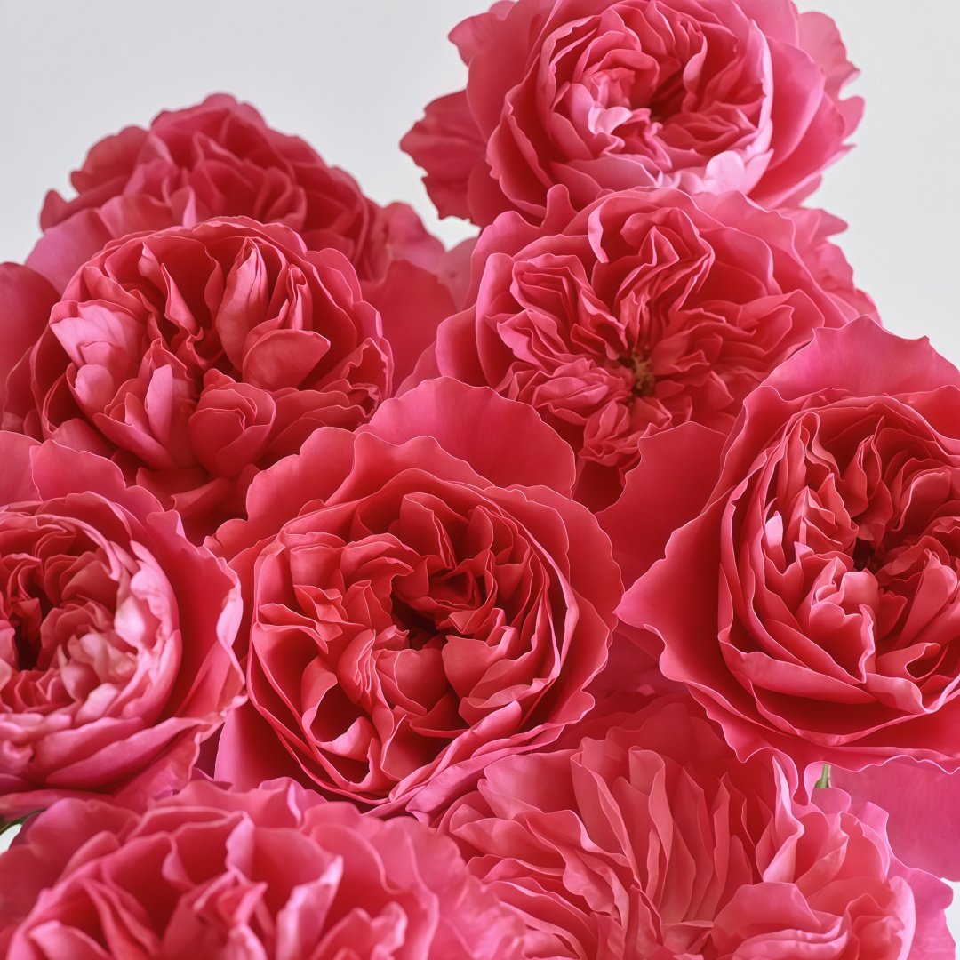 Pheobe Rose Plant| 菲比 image 7