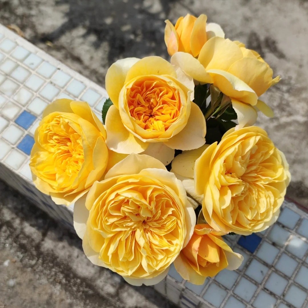 Jeanne d’Arc Rose Plant｜圣女贞德 image 10