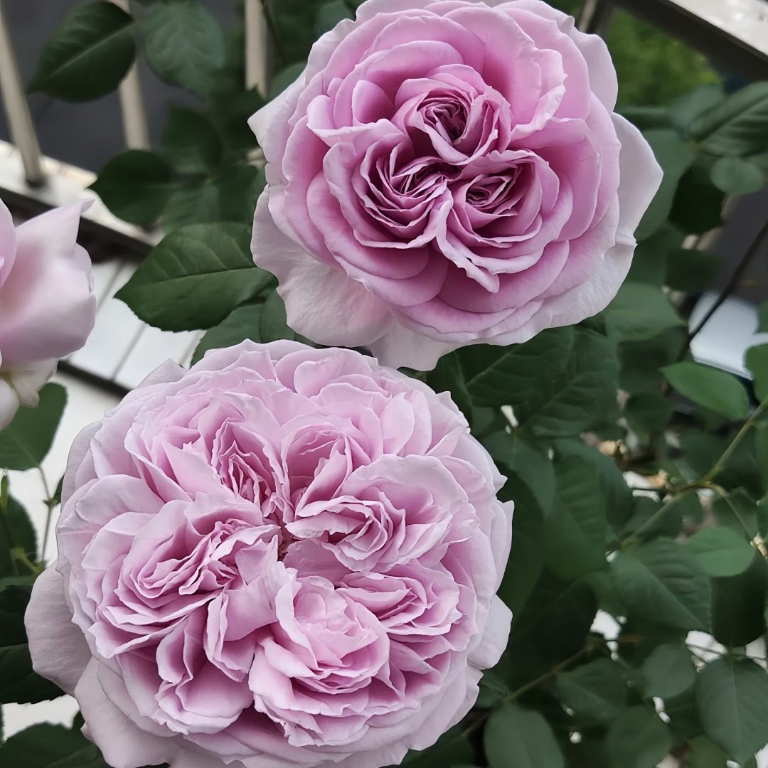 Repartil Rose Plant｜重启玫瑰 image 5