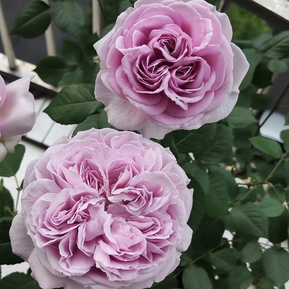 Repartil Rose Plant｜重启玫瑰 image 5