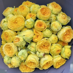 Sunny Trendsetter Rose Plant｜阳光潮流 image 2