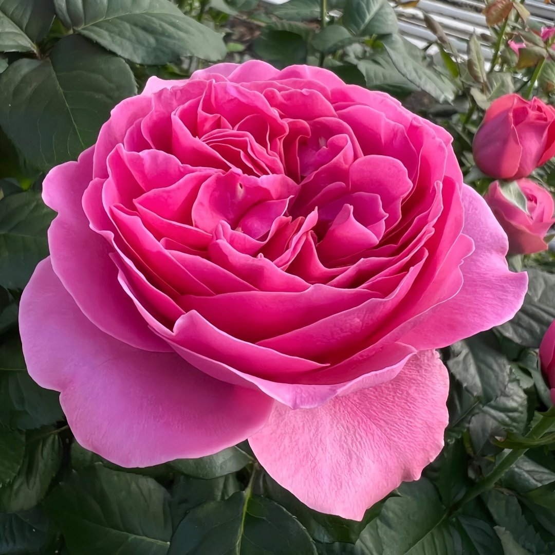 Villa Muze Rose Plant|穆兹别墅 image 4