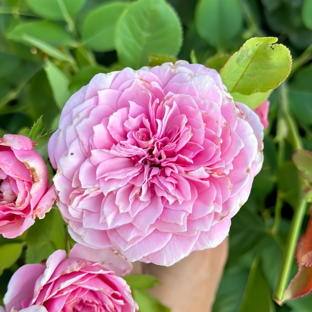 Jardin Parfumen Amoureuse Rose Plant｜禁忌感官 image 3