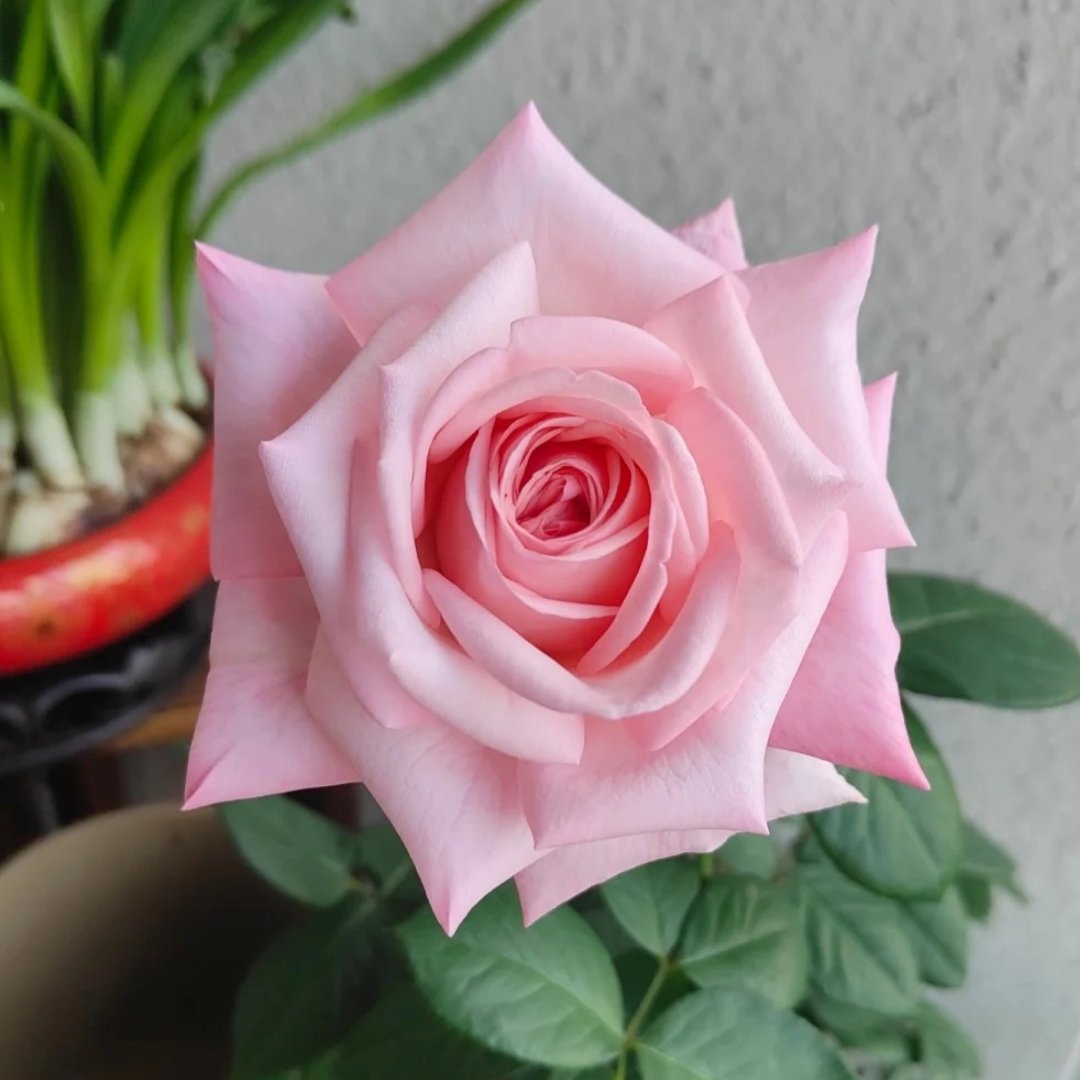 Pink ohara Rose Plant|粉哈娜 image 1