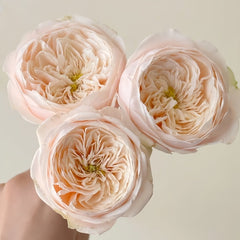 Darlington Rose Plant | 达林顿 image 2