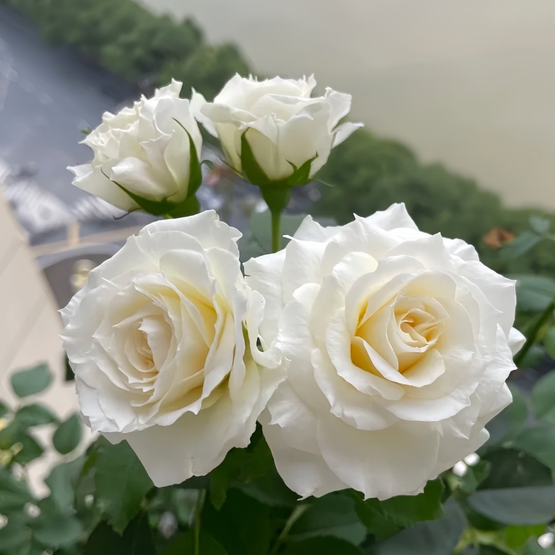 Ice Cream Balcony Rose Plant|冰淇淋阳台 image 9