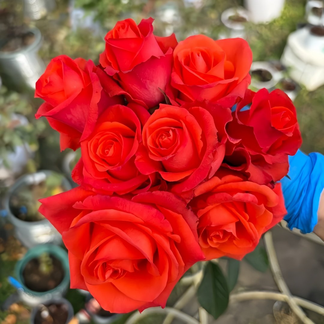 Dragon Tale Rose Plant|龙的故事 image 1