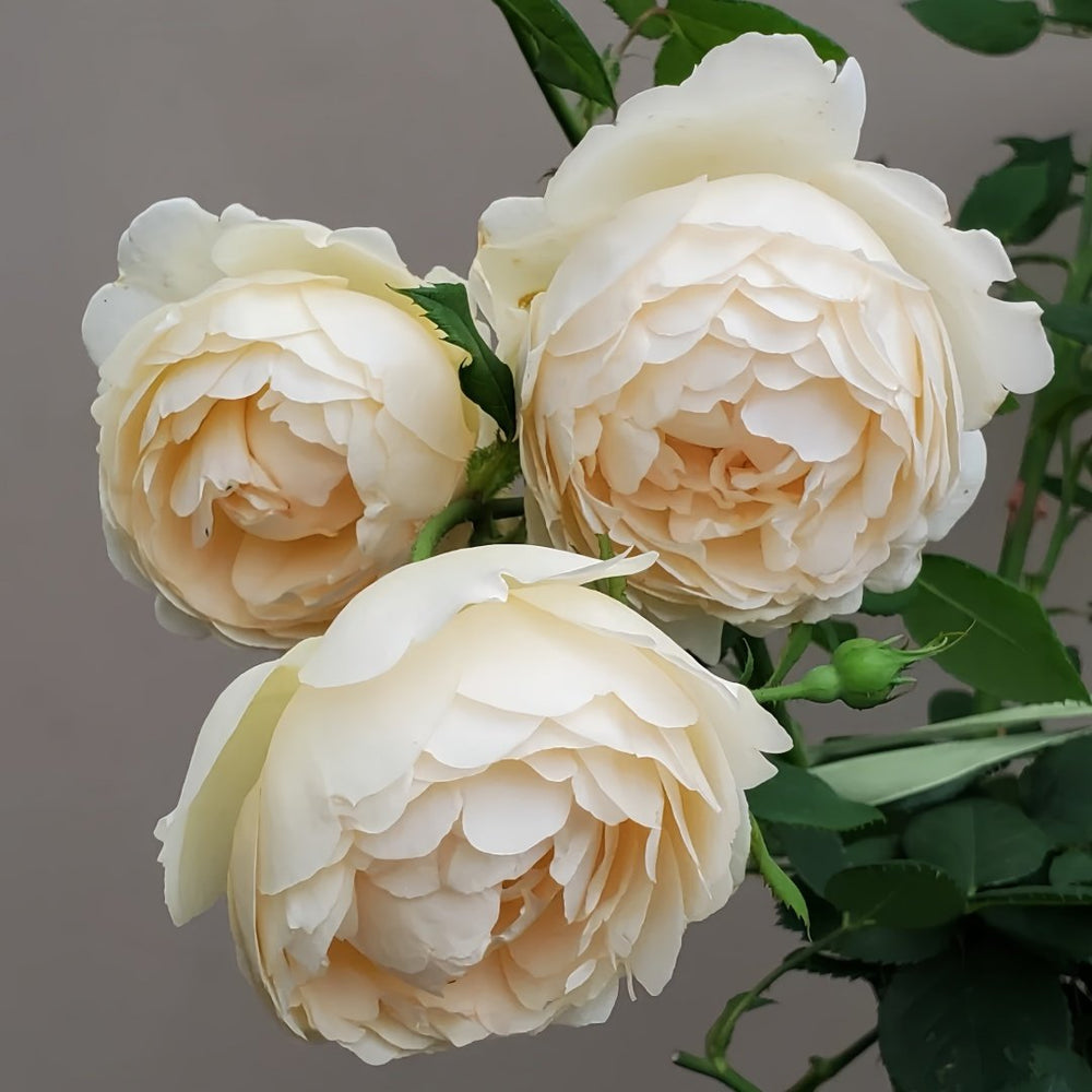 Wollerton Old Hall Rose Plant|沃勒顿老庄园 image 5