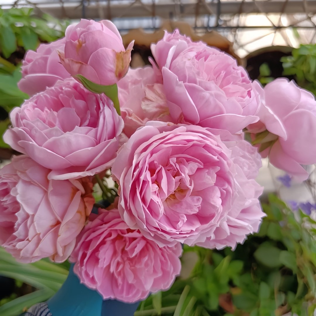 Miyako Rose Plant｜京/宫古 image 1