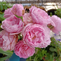 Miyako Rose Plant｜京/宫古 image 1