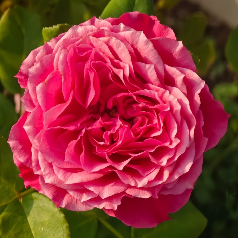 Coral Reeva Rose Plant｜珊瑚丽娃 image 3