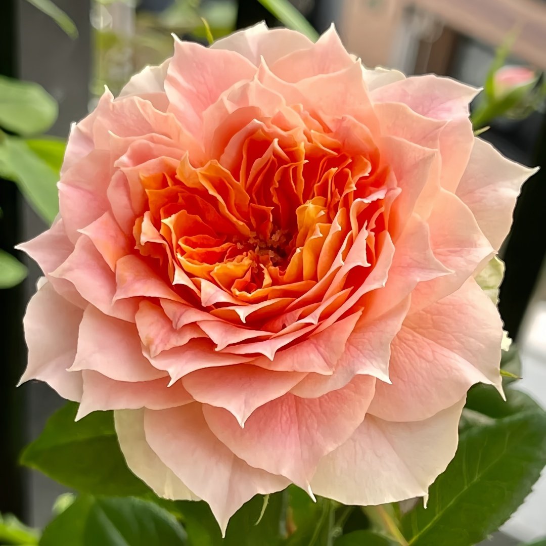 Lanterne Citrouille Rose Plant｜南瓜灯笼 image 0