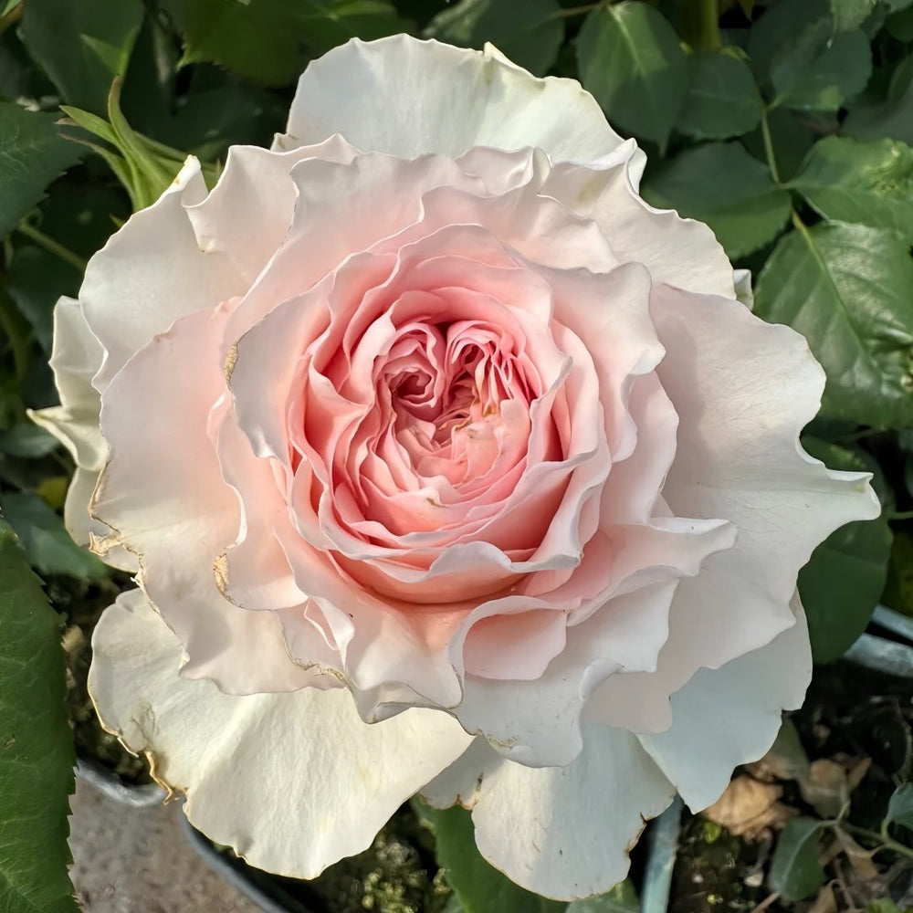 Country Peonia Rose Plant|乡村牡丹 image 5