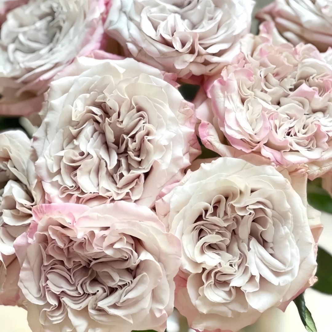 Westminster Abbey Rose Plant｜威斯敏特大教堂 image 9