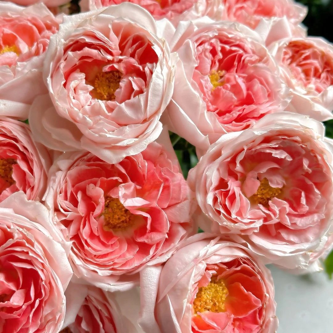 Princess Sakura Rose Plant|樱花公主 image 4