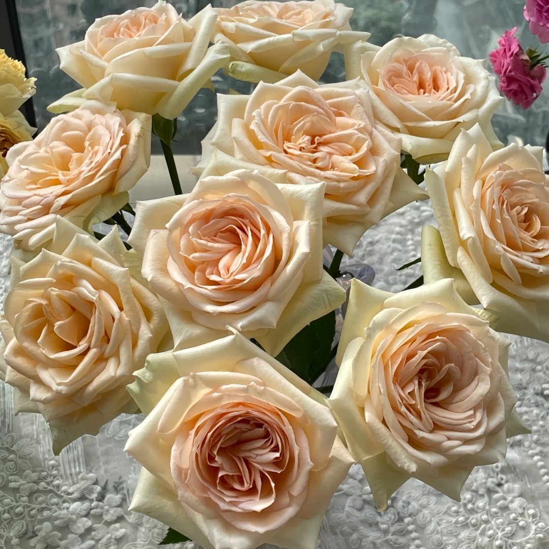 Princess Maya Rose Plant｜玛雅公主 image 9
