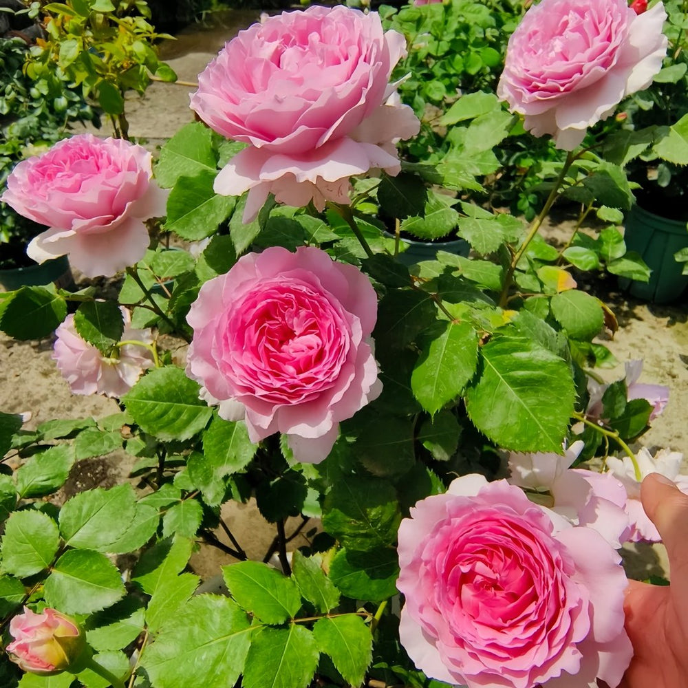 Ningzhi Rose Plant｜凝脂 image 8