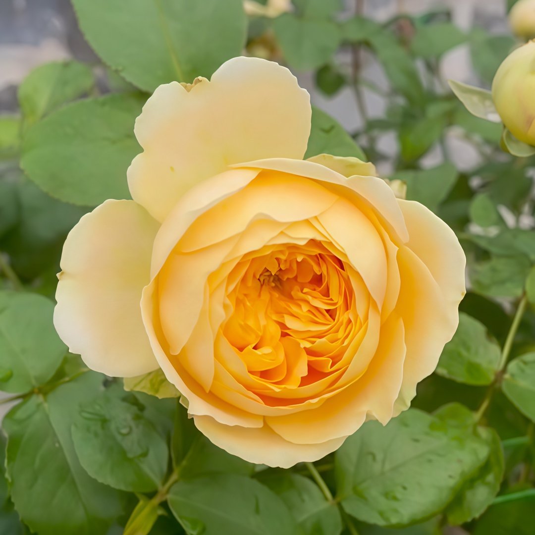 Vanilla Catalina Rose Plant｜香草卡特琳娜 image 3