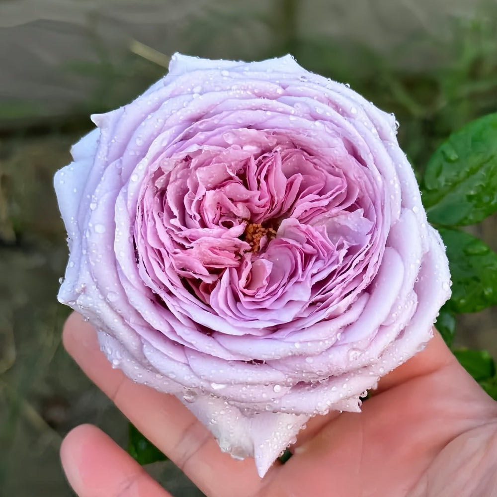 The Pride Rose Plant|尼普荣耀 image 2