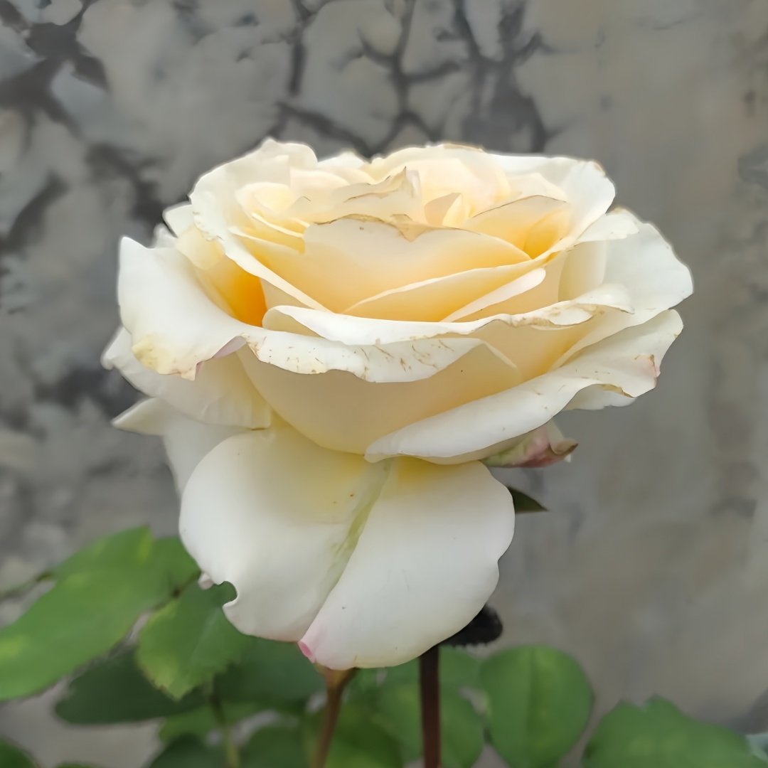 Creamy Reeva Rose Plant｜奶油丽娃 image 6