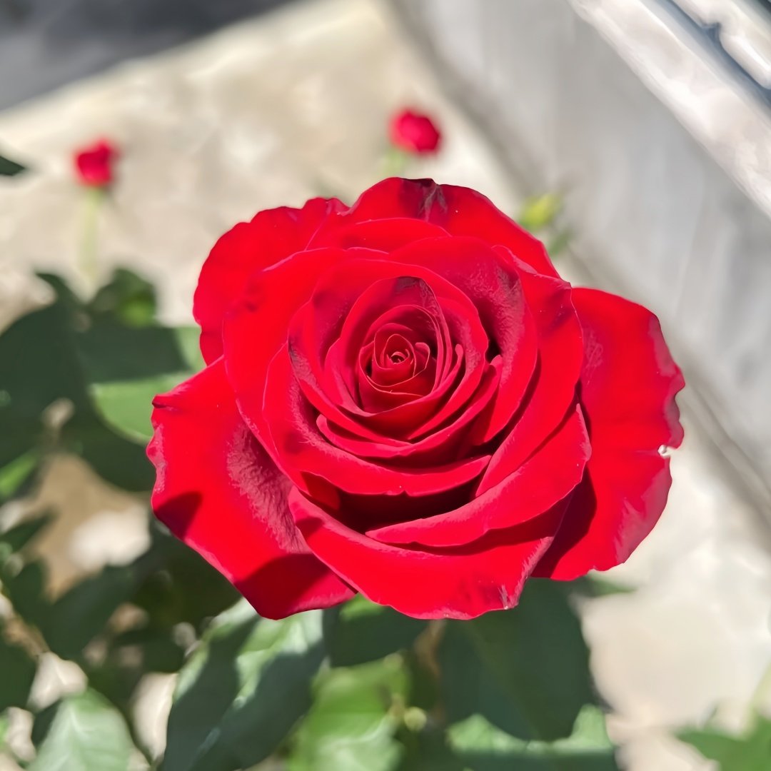 Hallelujah Rose Plant|哈利路亚 image 4