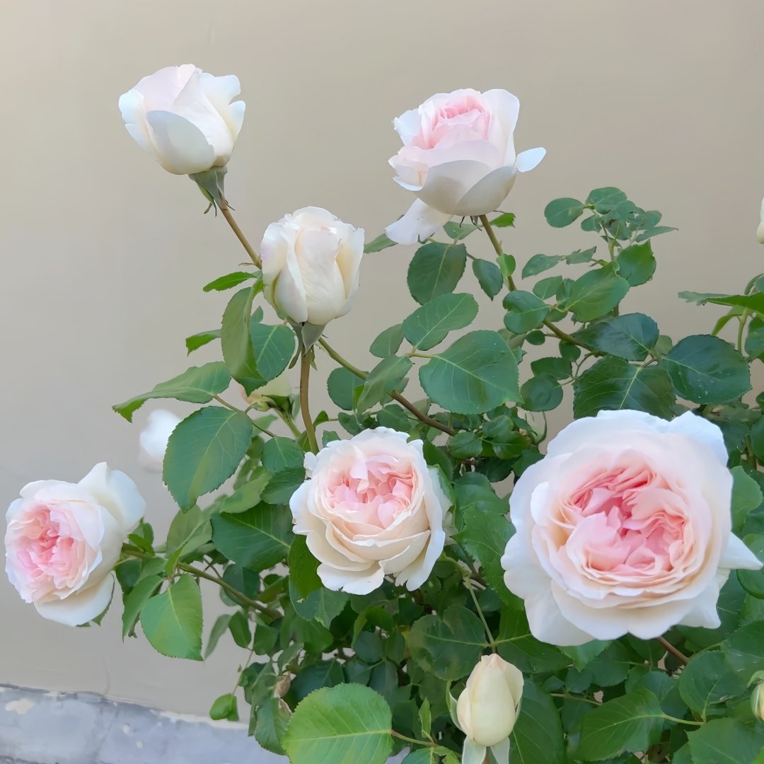 Fragrant Snow Rose Plant|香腮雪 image 9