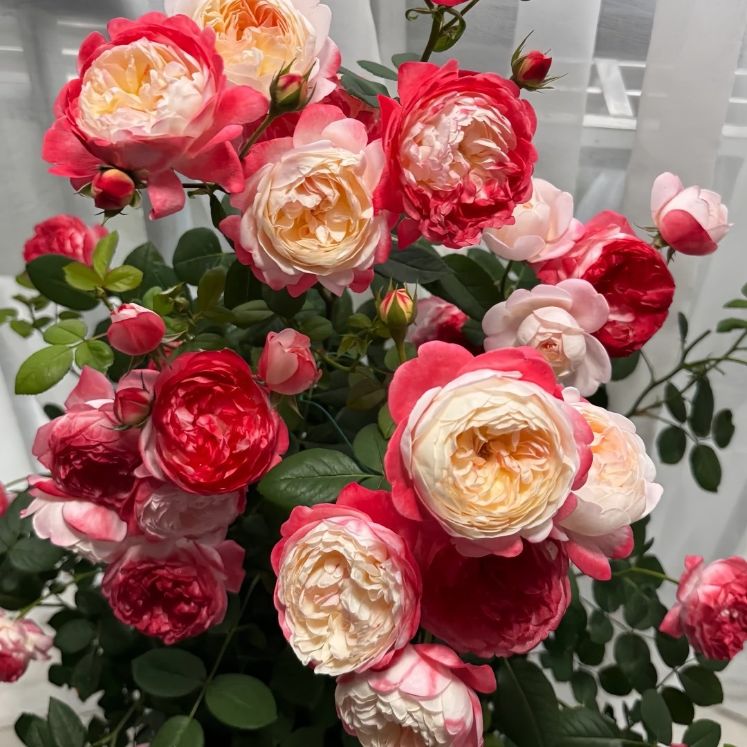 Japanese Mon Amour Rose Plant｜和室 image 4