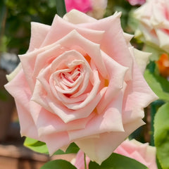 Candy Horizon Rose Plant｜糖果地平线 image 0