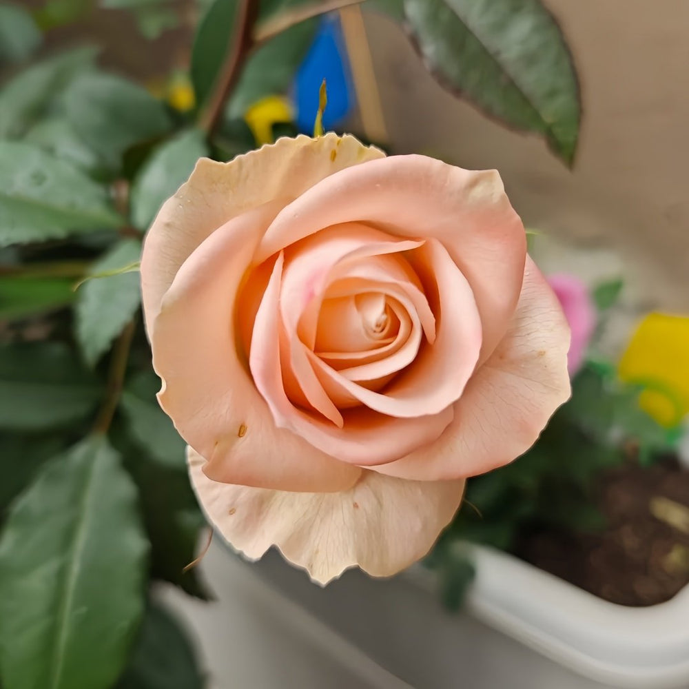 Lady Eva Rose Plant｜伊娃夫人 image 5